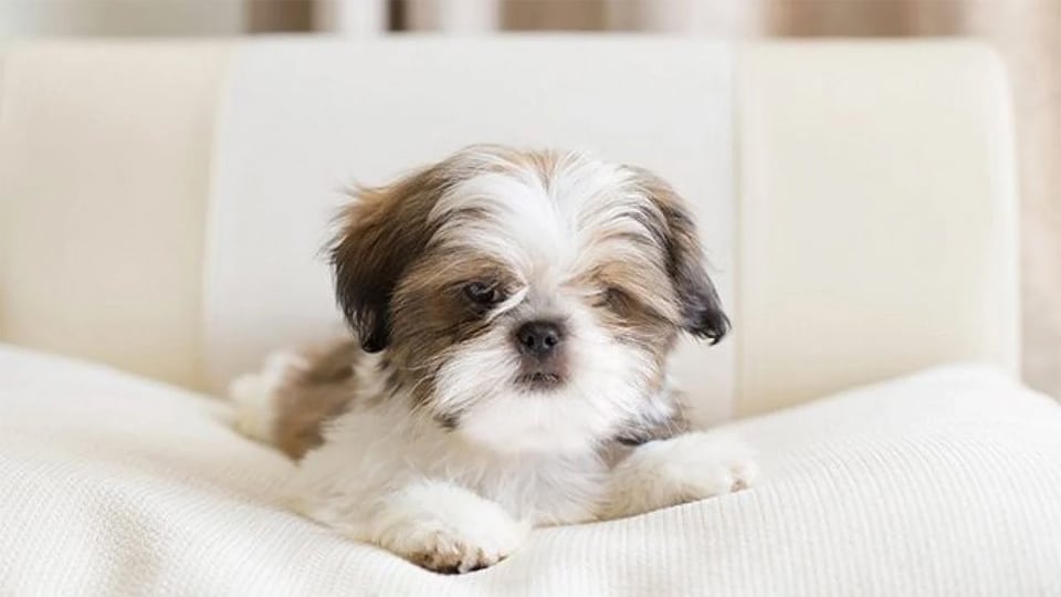 Perro Shih Tzu descansando.