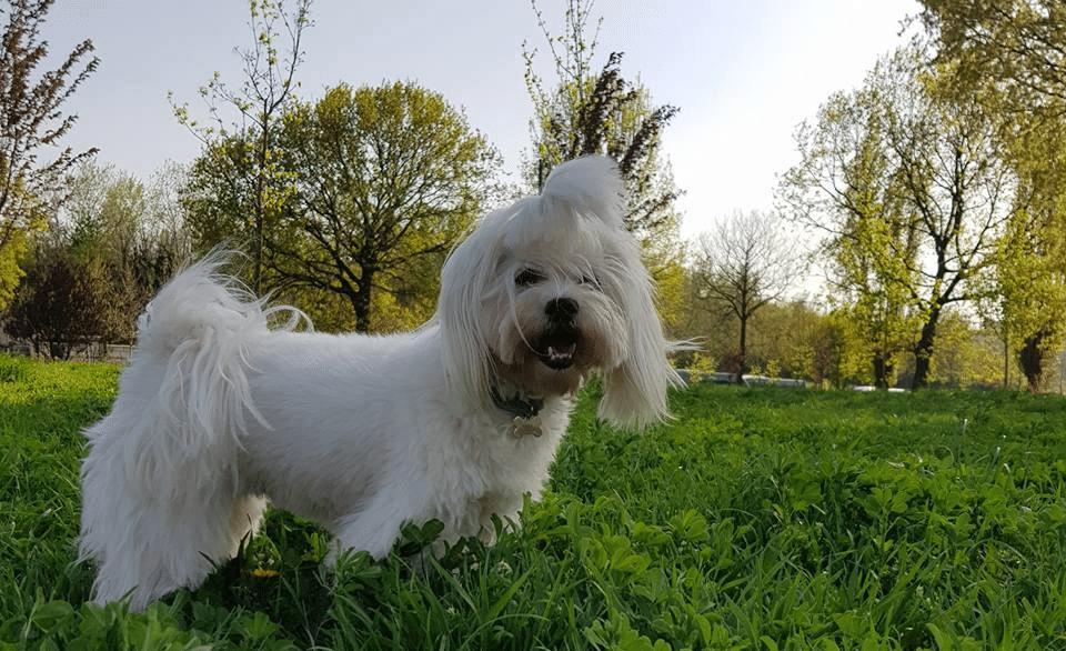 Perro de raza Bichón Maltés en el césped.