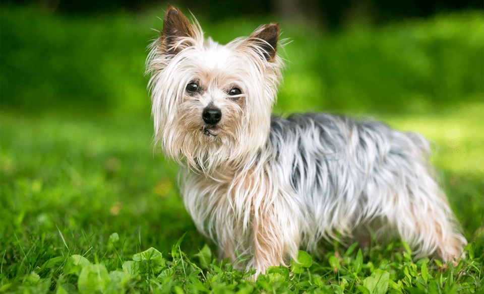 Perro de raza Yorkshire Terrier en el césped.