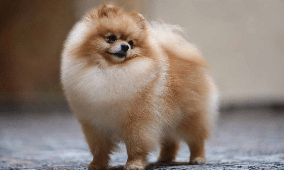 Cachorro de Pomeranian.