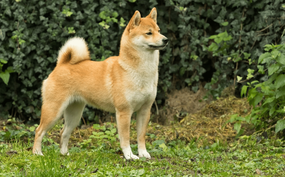 Perro de raza Shiba Inu en el césped.