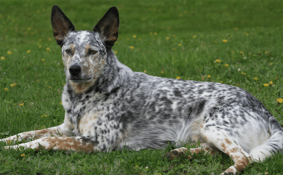 Perro de ganado australiano descansando en la hierba.