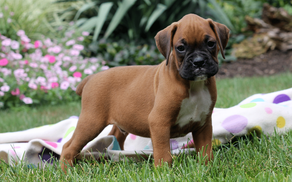 Cachorro de Boxer.