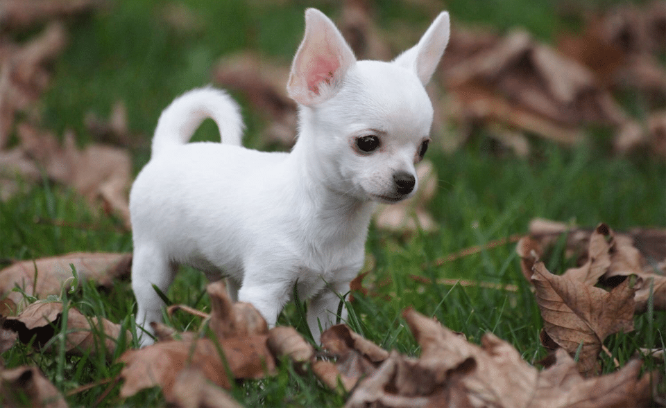 Cachorro de Chihuahua.