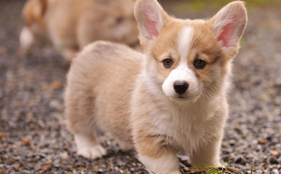 Cachorro de Corgi.