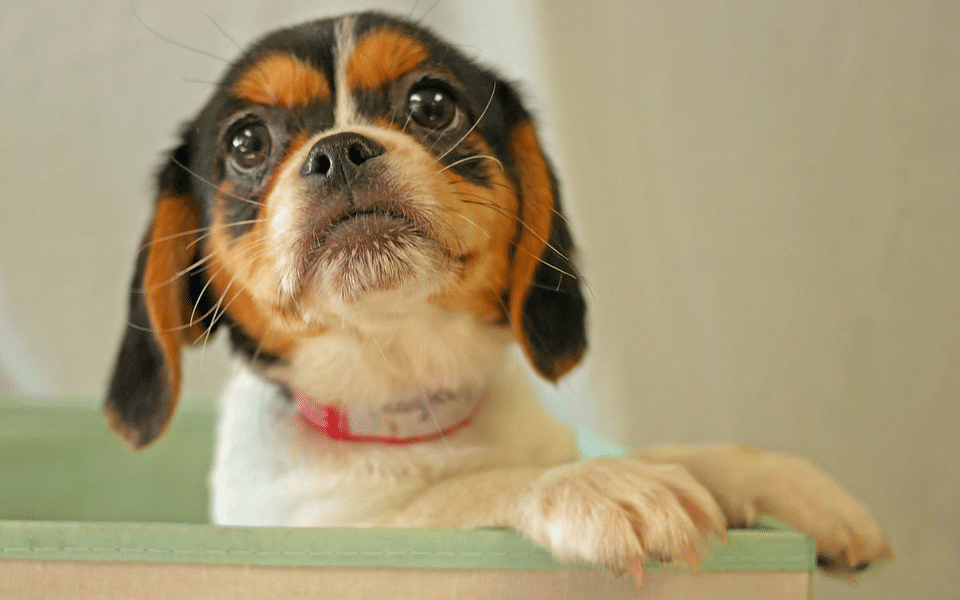 Cachorro de Pekinés Beagle.