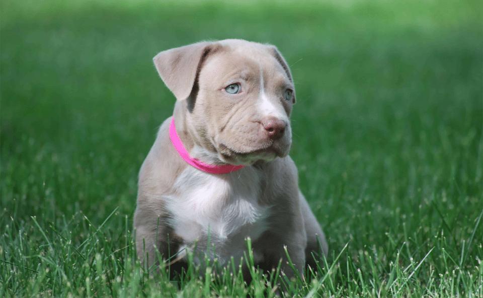 Cachorro de Pitbull.