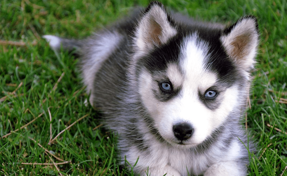 Cachorro de Husky.