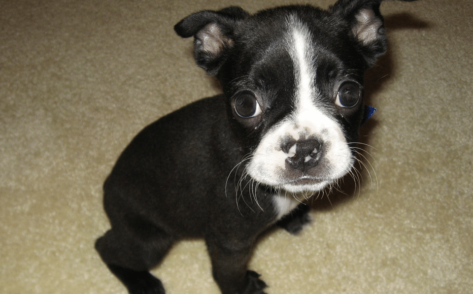Cachorro de Boston Terrier.