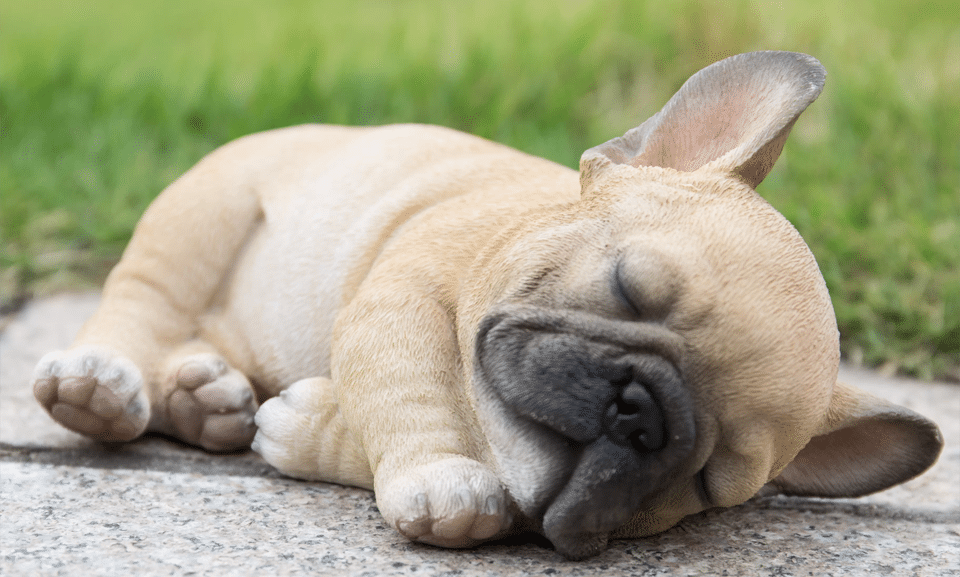 Cachorro de Bulldog Francés.
