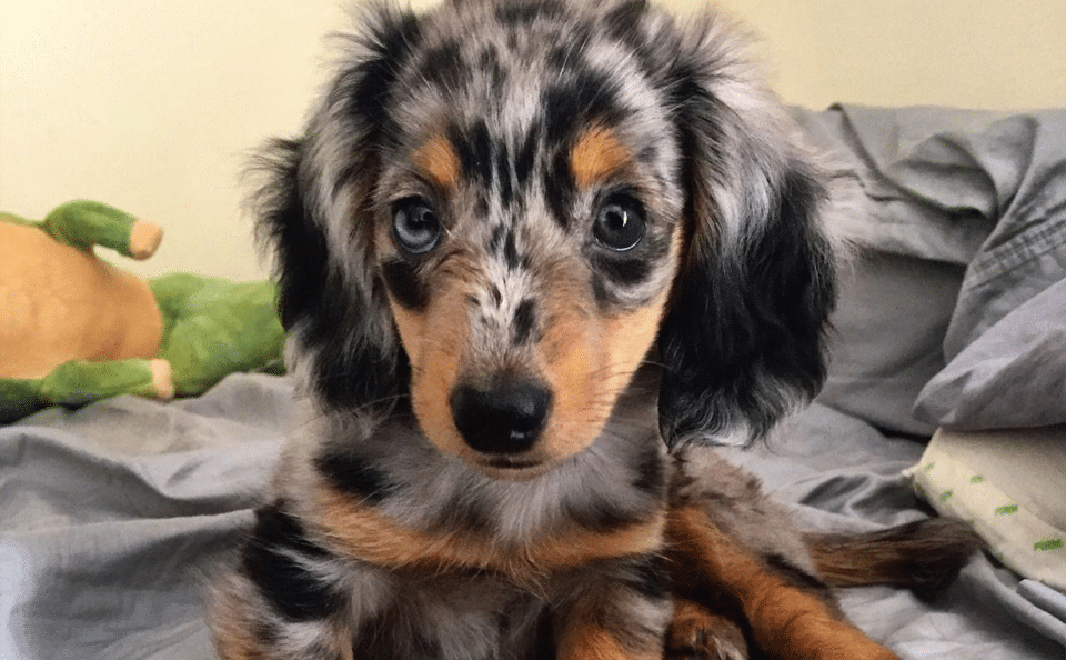 Cachorro de Dachshund.