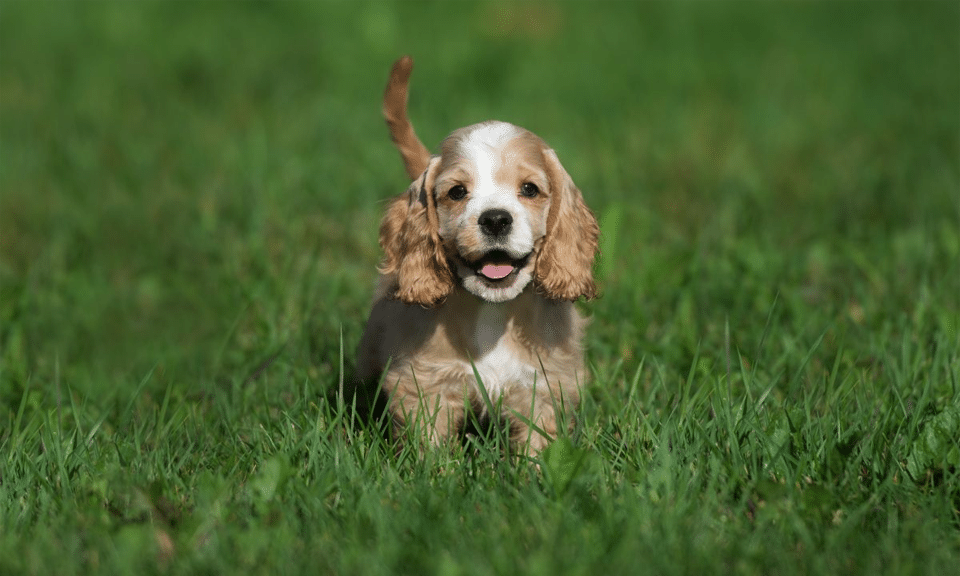 Cachorro de Cocker Spaniel.