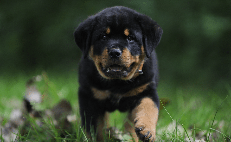 Cachorro de Rottweiler.