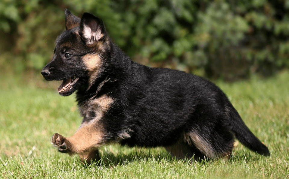 Cachorro de Pastor Alemán.