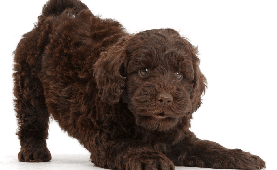 Cachorro de Labradoodle.