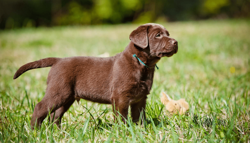 Labrador Retriever chocolate.