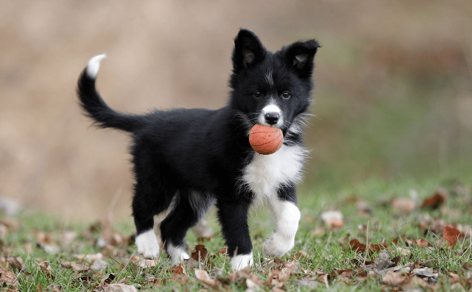 Cachorro de Border Collie.