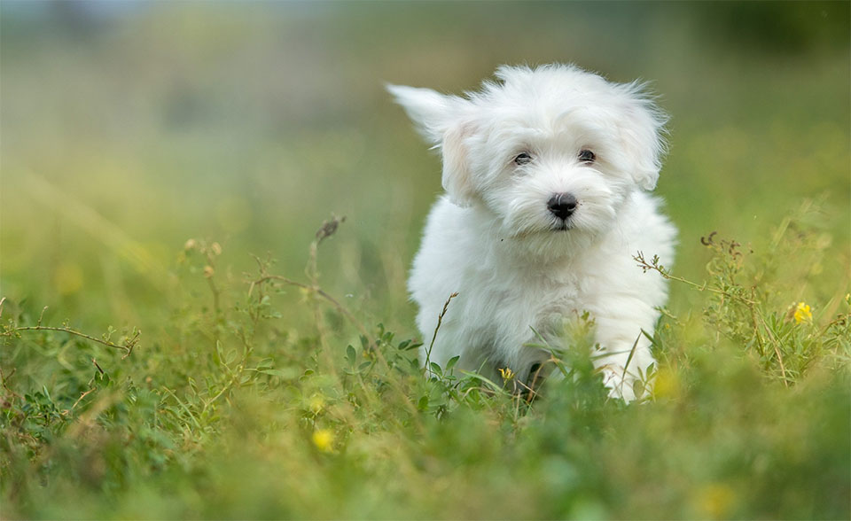 Cachorro de perro Coton de Tuléar en la hierba.