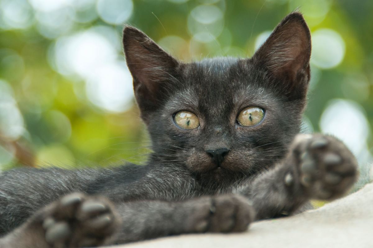 Acciones a tomar contra la diarrea en gatos