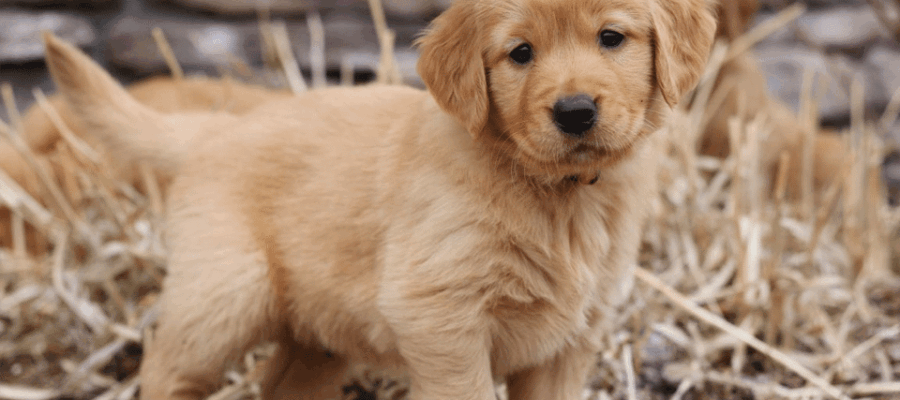 Cachorro de Golden Retriever.