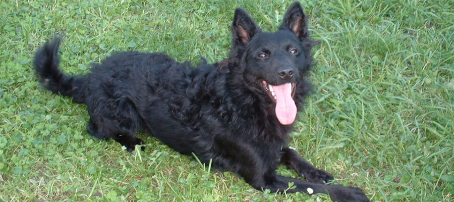Perro pastor croata (Hrvatski Ovcar) acostado en la hierba.
