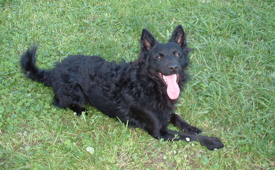 Perro pastor croata (Hrvatski Ovcar) acostado en la hierba.