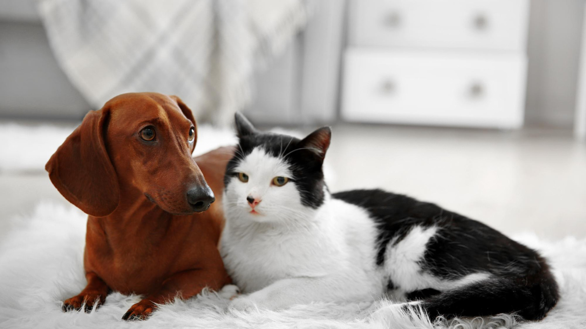 Cómo elegir el mejor compañero animal según tu estilo de vida
