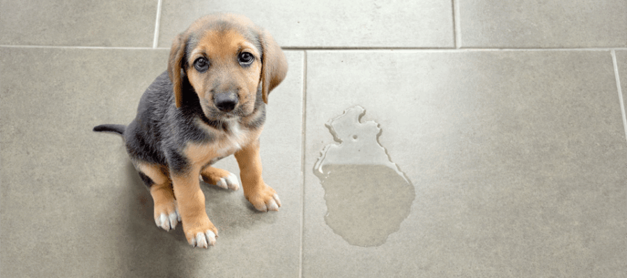 Cachorro junto a un charco de orina.