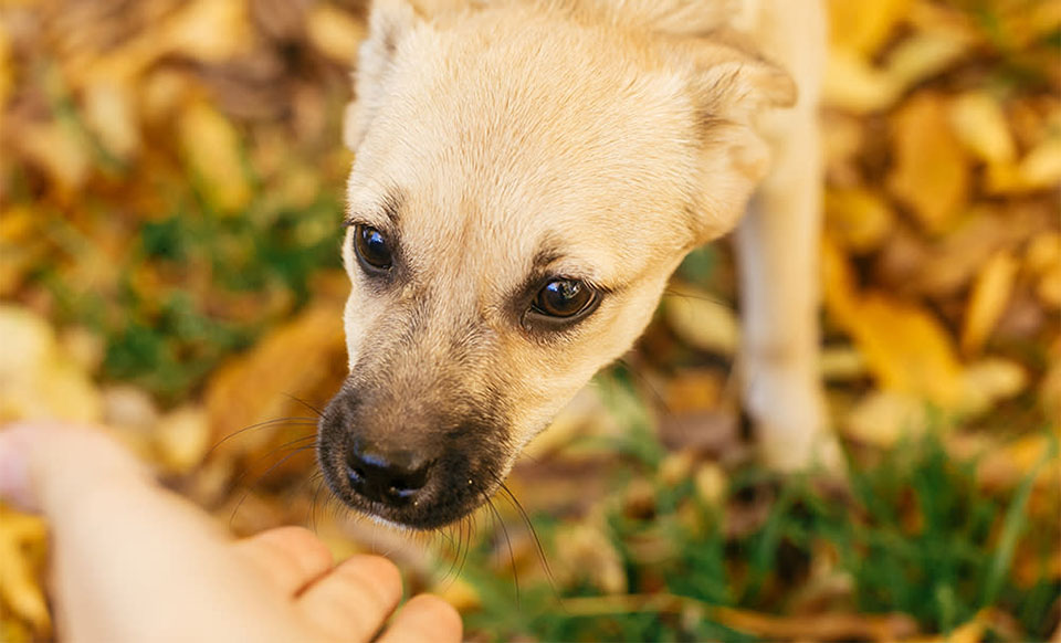 Perro asustado oliendo la mano de una persona.