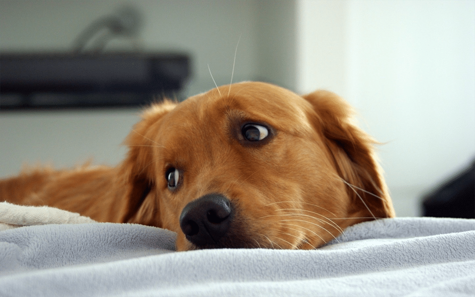 Perro aburrido en la cama.