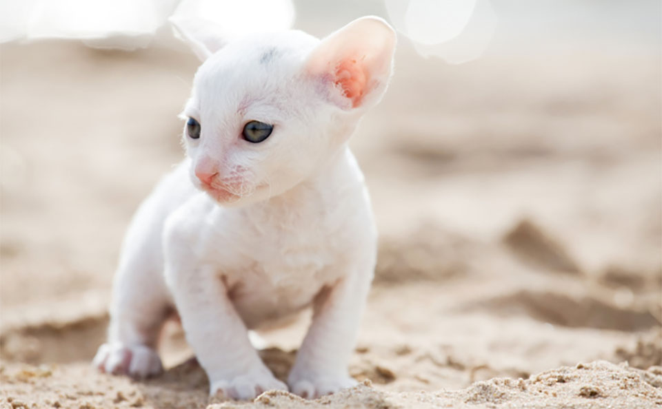 Gato Cornish Rex blanco.