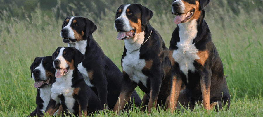 Cinco perros de la raza del Gran perro de montaña suizo sentados en el césped.