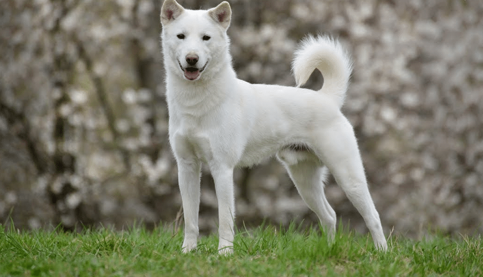 Cámara de un Jindo Coreano en el césped.