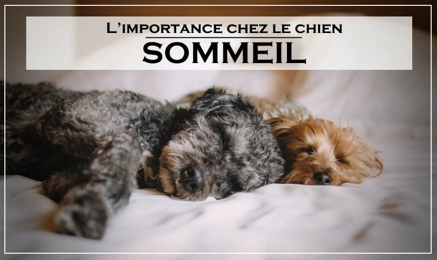 importancia del sueño en los perros