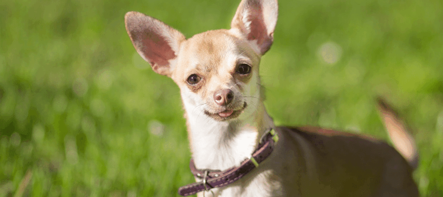 Cão Chihuahua sentado na grama.