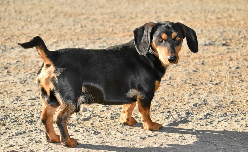 Cão Teckel en la playa.