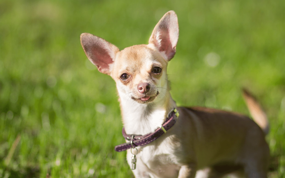 Cão Chihuahua sentado na grama.