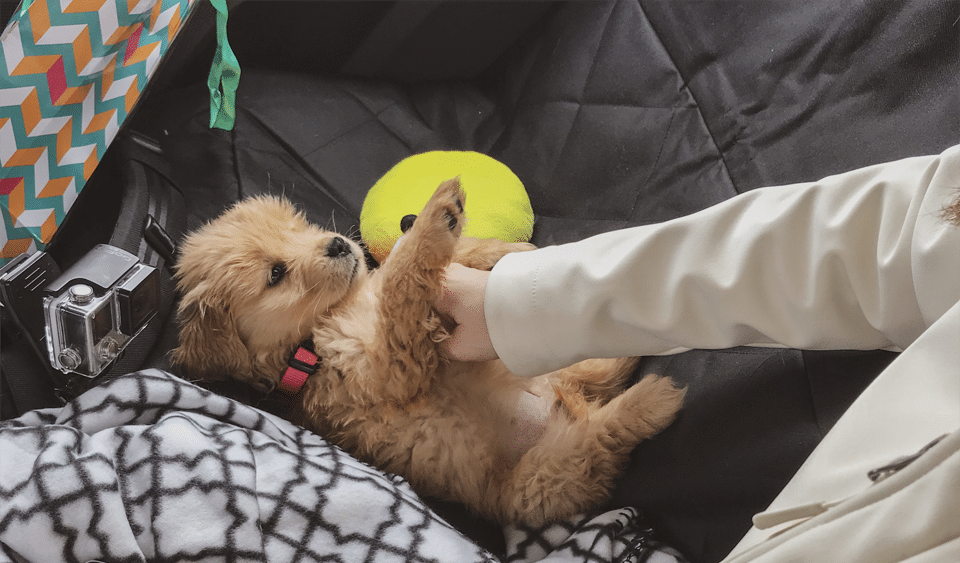 Cachorro jugando con la mano de su dueña.