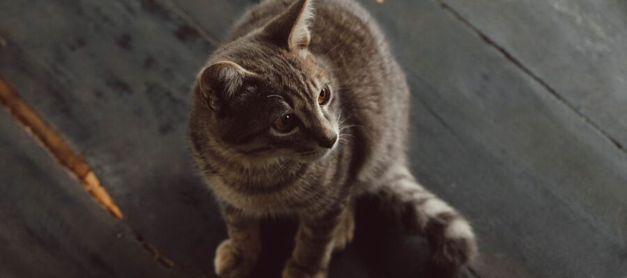 Qué hacer si tu gato tiene diarrea