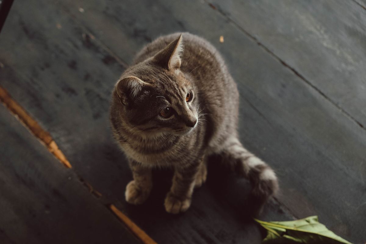 Qué hacer si tu gato tiene diarrea