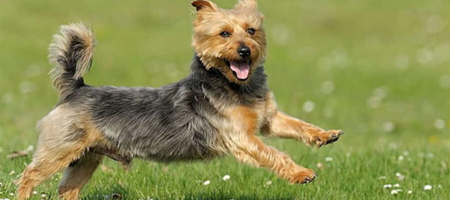 Perro Terrier Australiano (Aussie) corriendo por el campo.