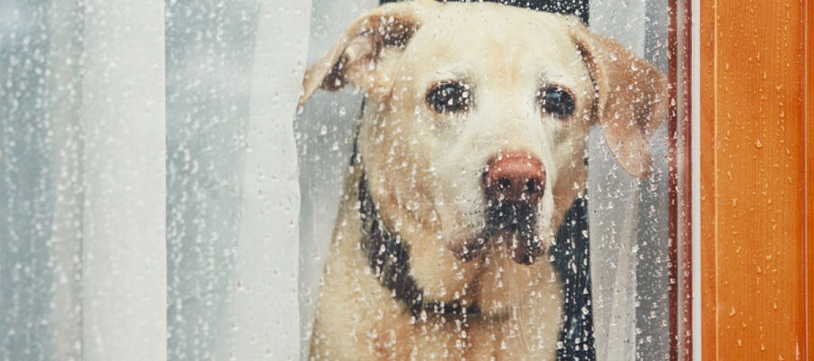 3 cosas a saber sobre la ansiedad por separación en los perros