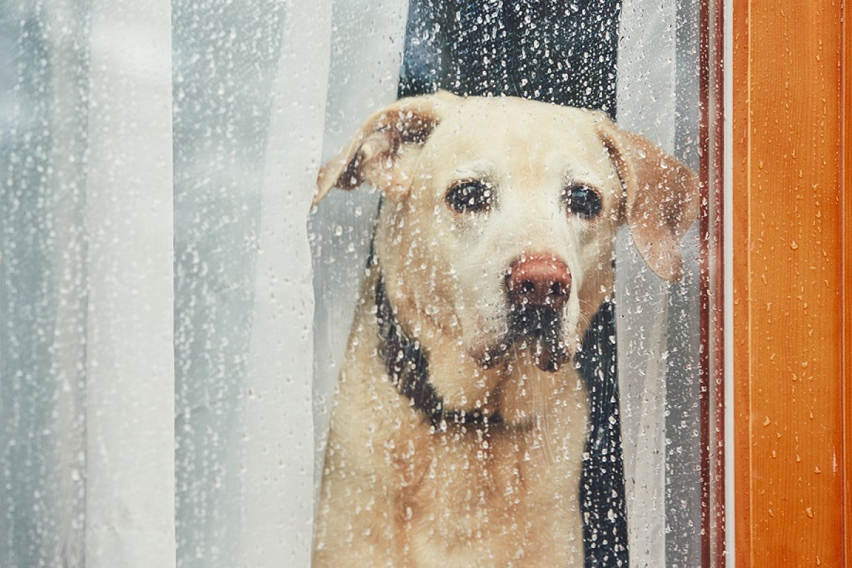 3 cosas a saber sobre la ansiedad por separación en los perros