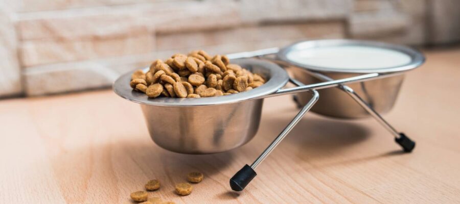 Quelles croquettes Orijen choisir pour son chat