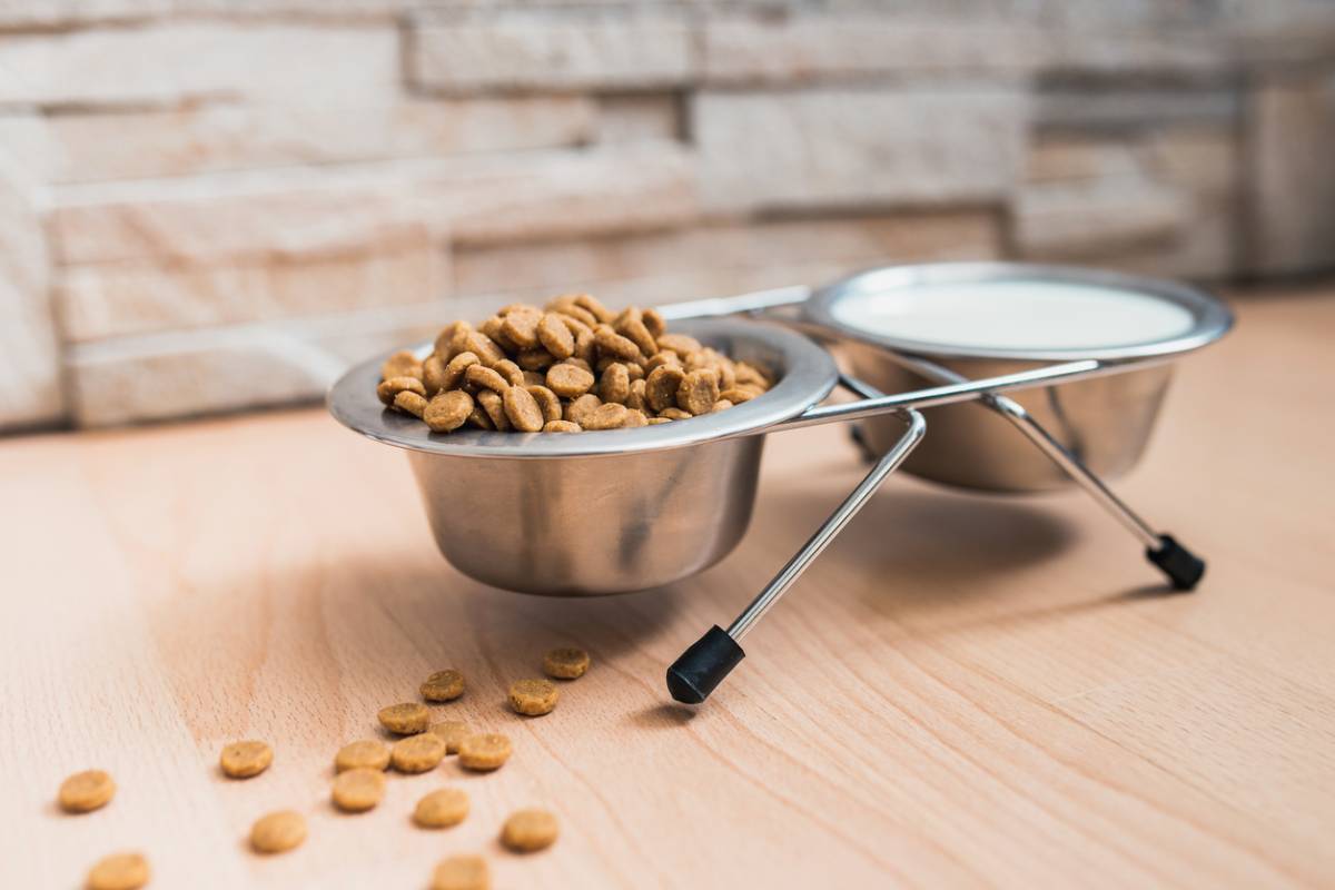 Quelles croquettes Orijen choisir pour son chat